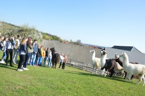 lamas1